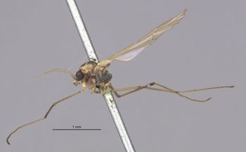 Media type: image;   Entomology 10395 Aspect: habitus lateral view